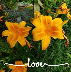 Meet your Posher, Sue